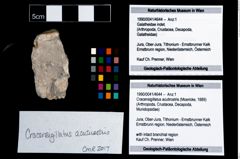 Foto (Objekt + Etikett) von Cracensigillatus acutirostris (Moericke, 1889)  (NHMW-GEO-1990-0041-4644)